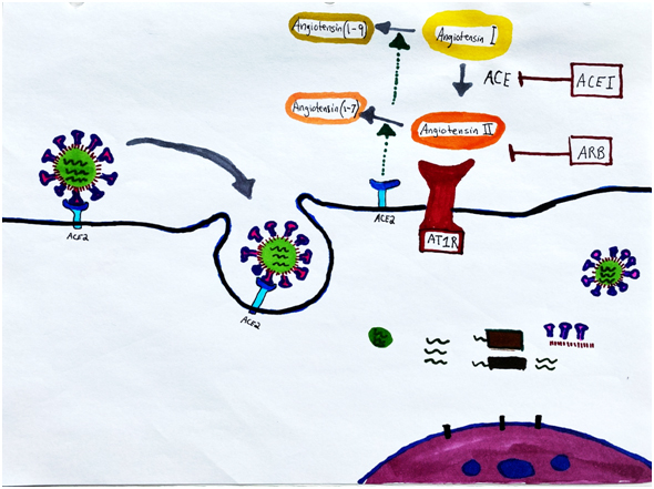 receptor binding | Most PROMISING drugs for Coronavirus